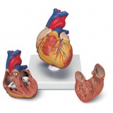 Cora&ccedil;&atilde;o e circula&ccedil;&atilde;o